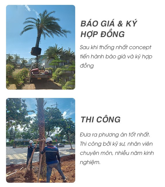 Trong-cay-bong-mat-tai-Trang-Nguyen