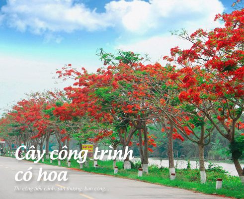 cay-cong-trinh
